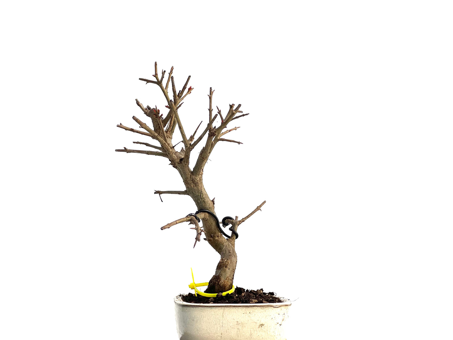 Púnica Granatum Nejikan 1704
