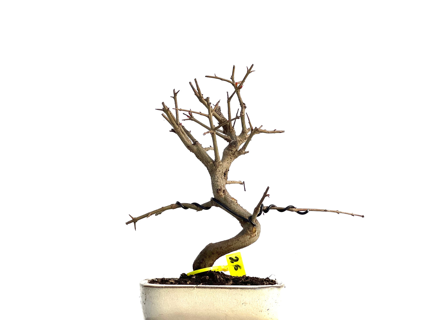 Púnica Granatum Nejikan 1704