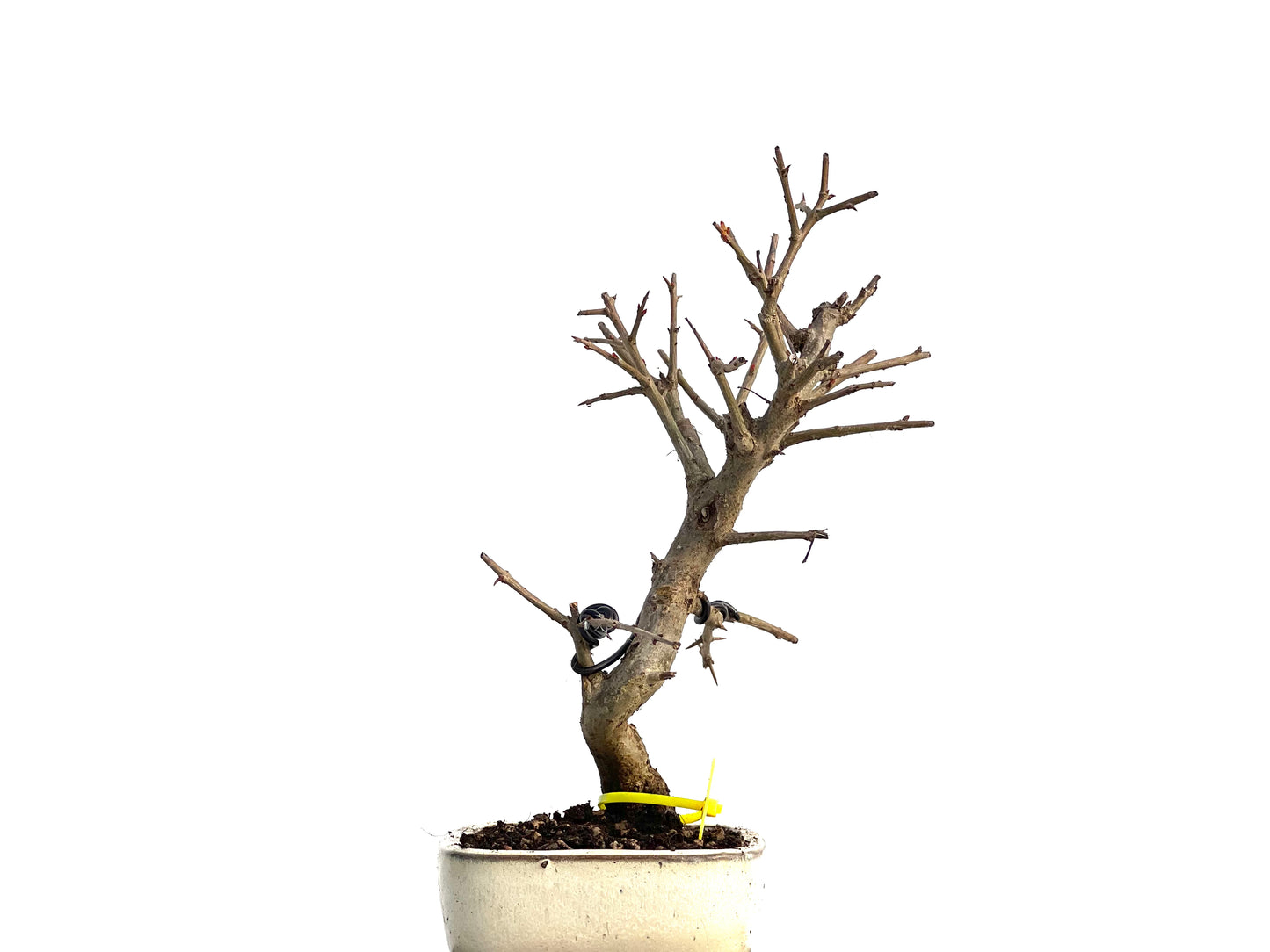 Púnica Granatum Nejikan 1704
