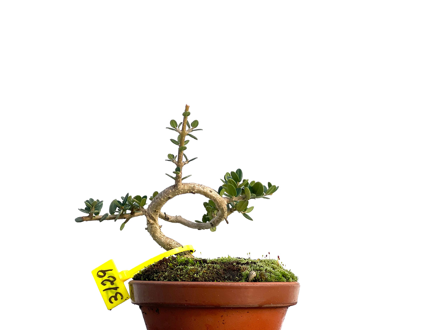 Olea Europaea Sylvestris 3129