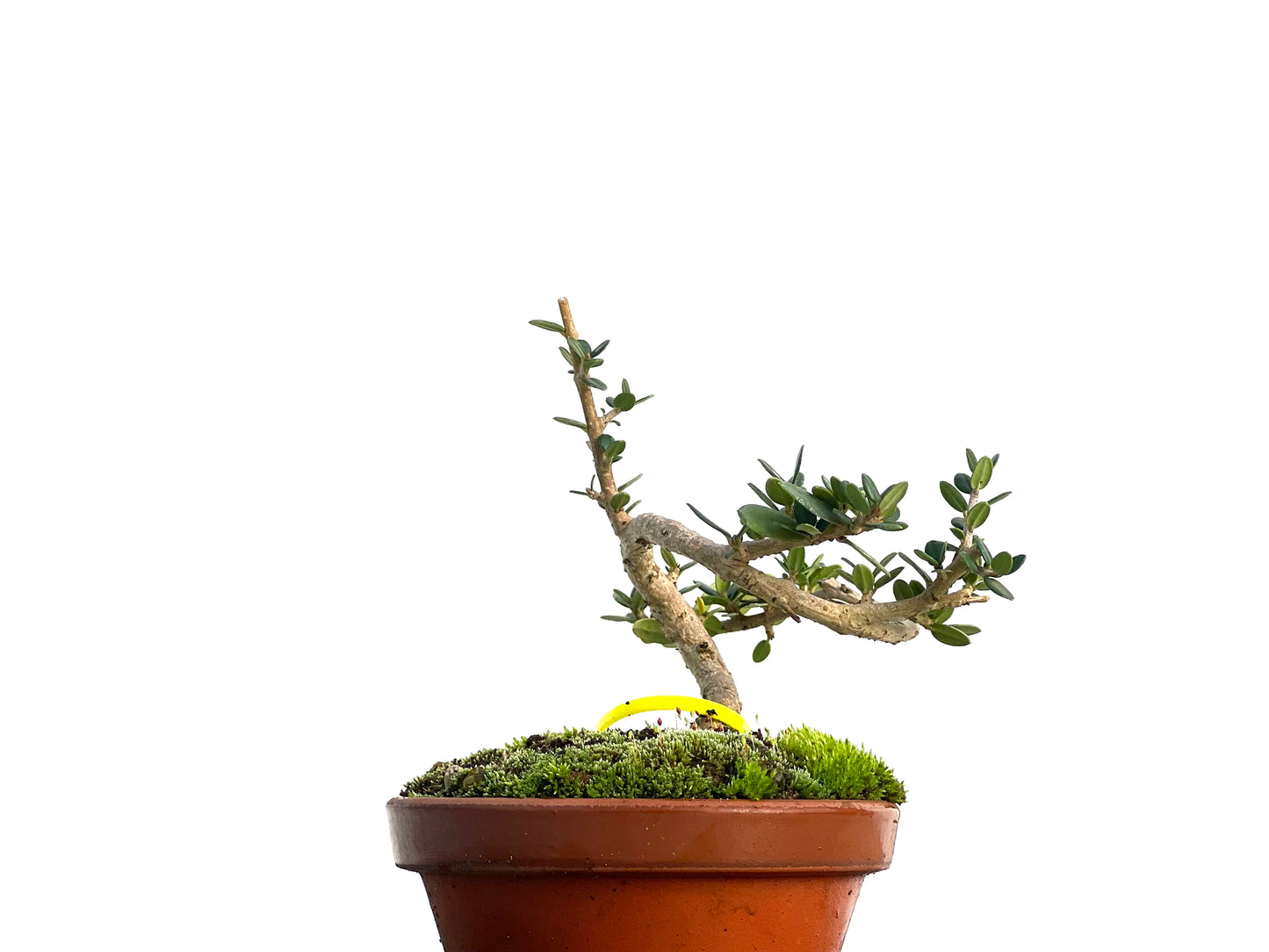 Olea Europaea Sylvestris 3129