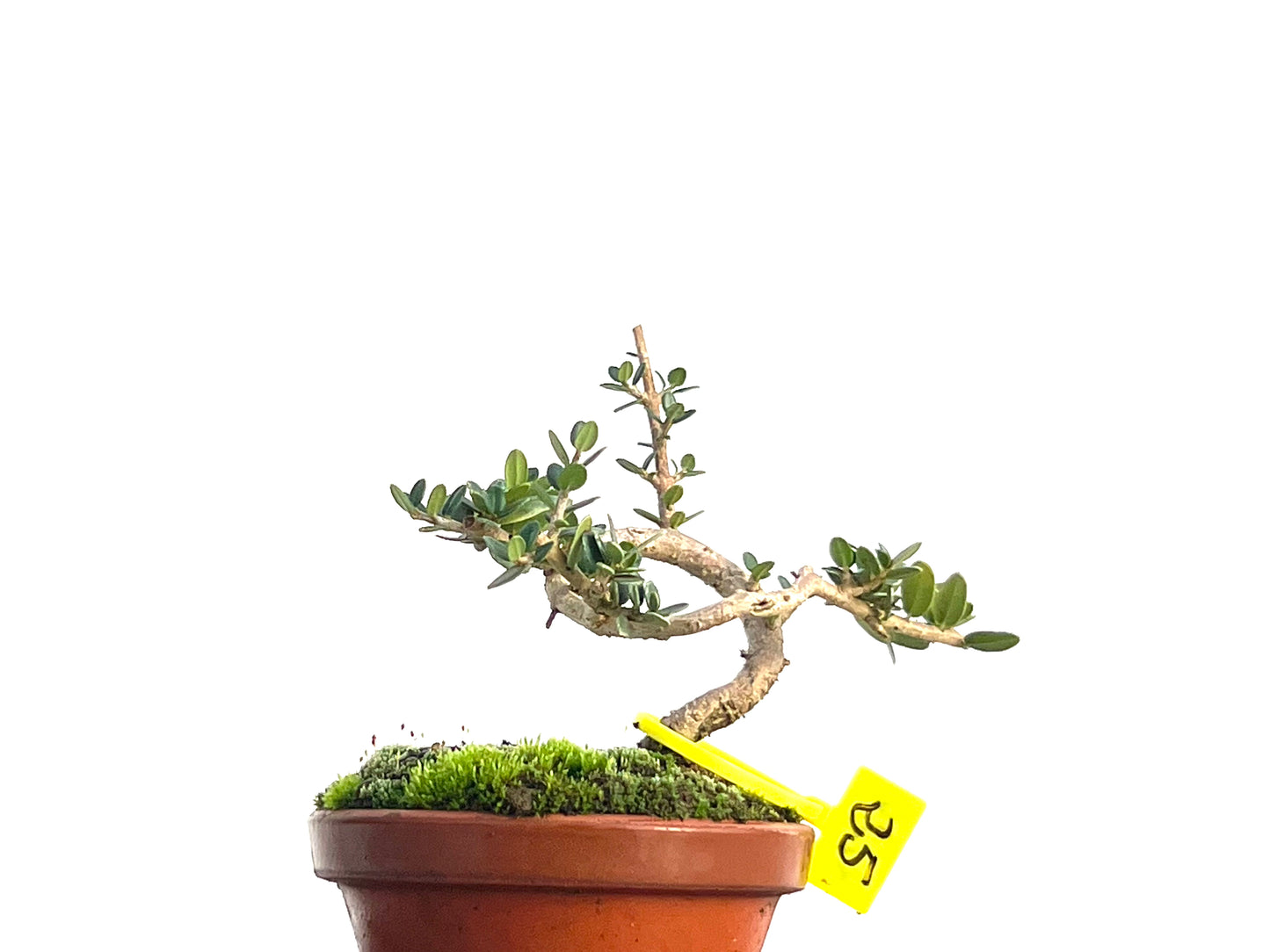 Olea Europaea Sylvestris 3129