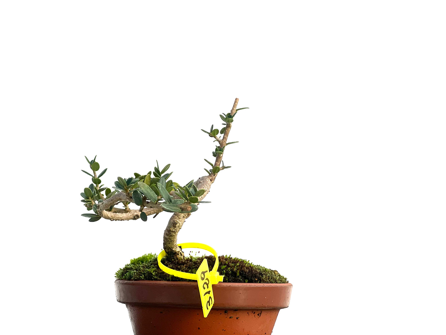 Olea Europaea Sylvestris 3129