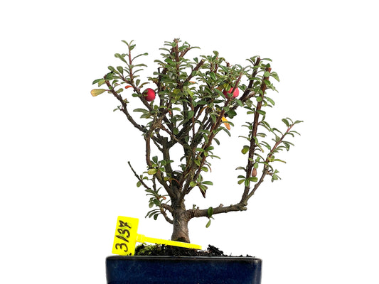 Cotoneaster Microphyllus 3137