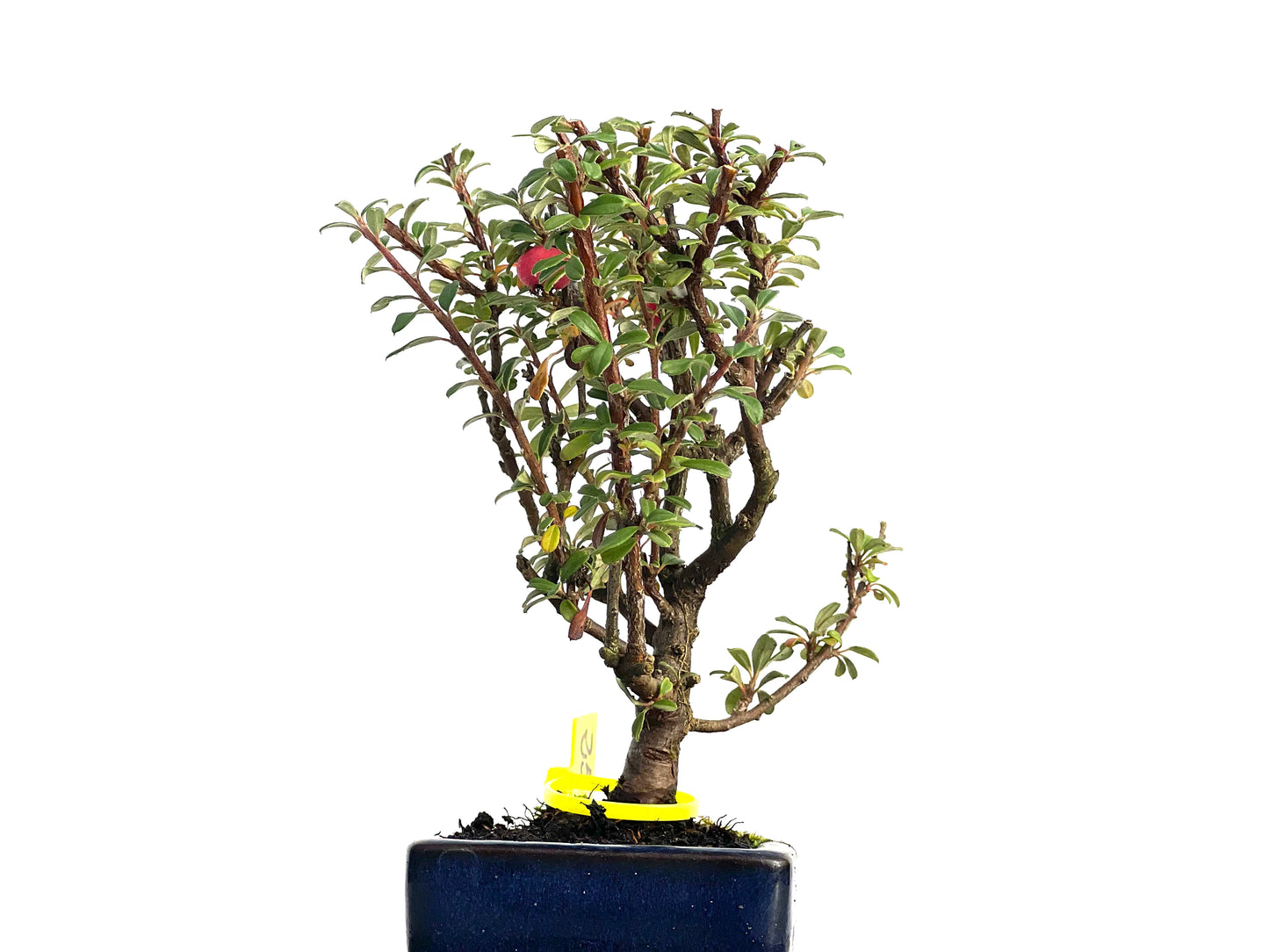 Cotoneaster Microphyllus 3137