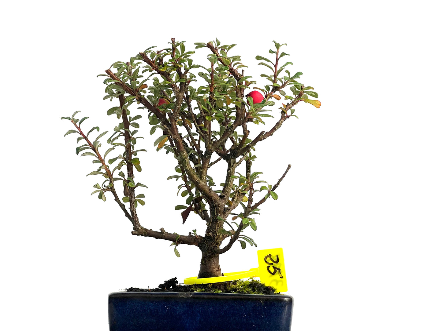 Cotoneaster Microphyllus 3137