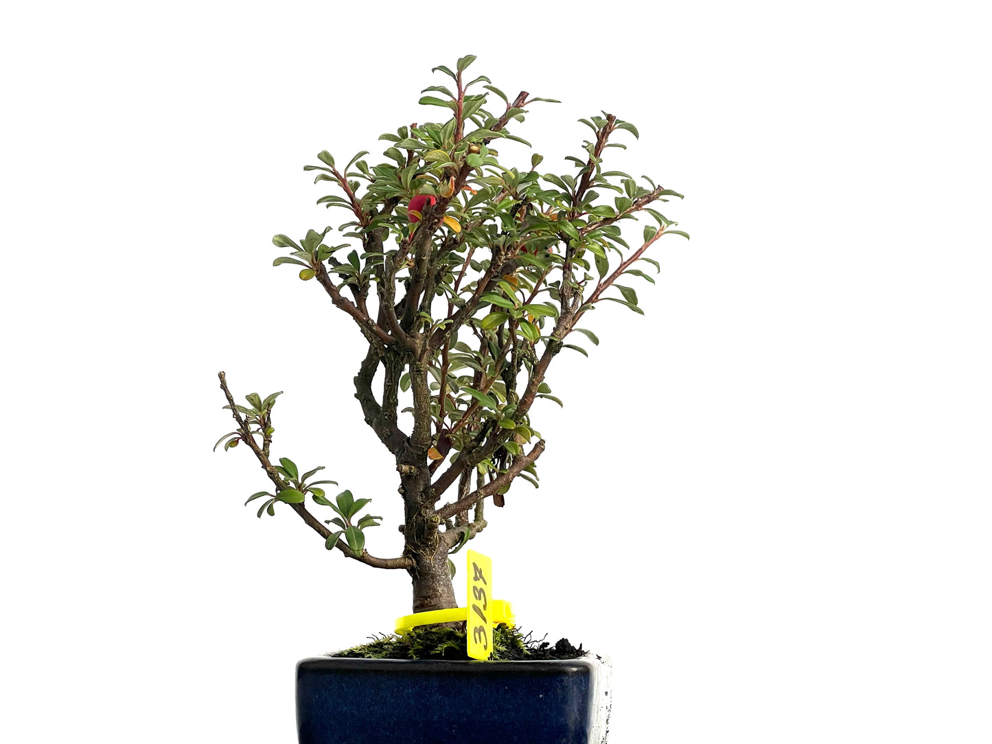 Cotoneaster Microphyllus 3137
