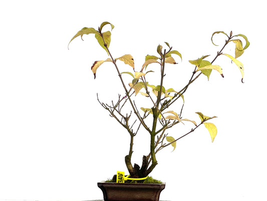 Callicarpa Japonica 3128