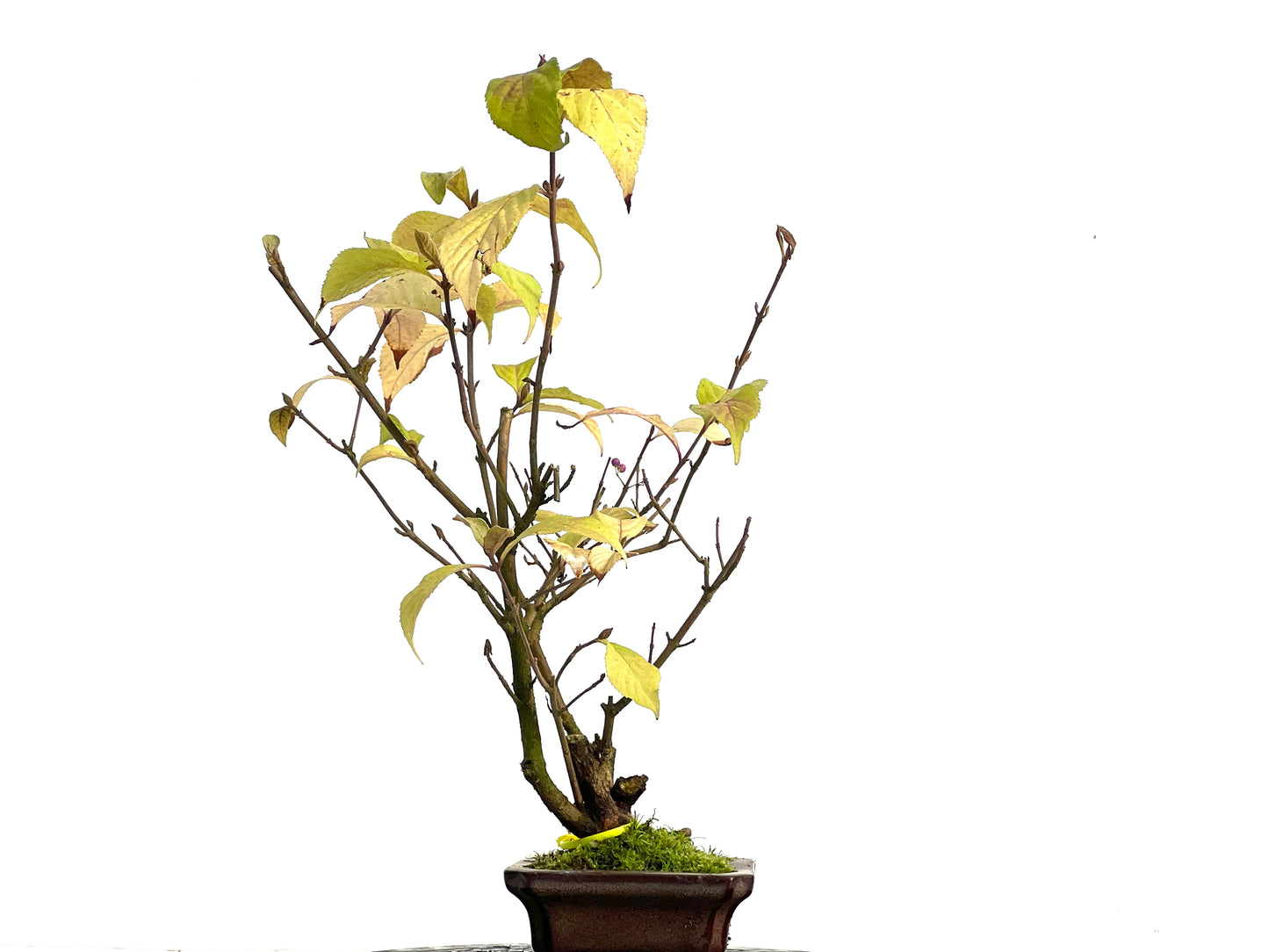 Callicarpa Japonica 3128