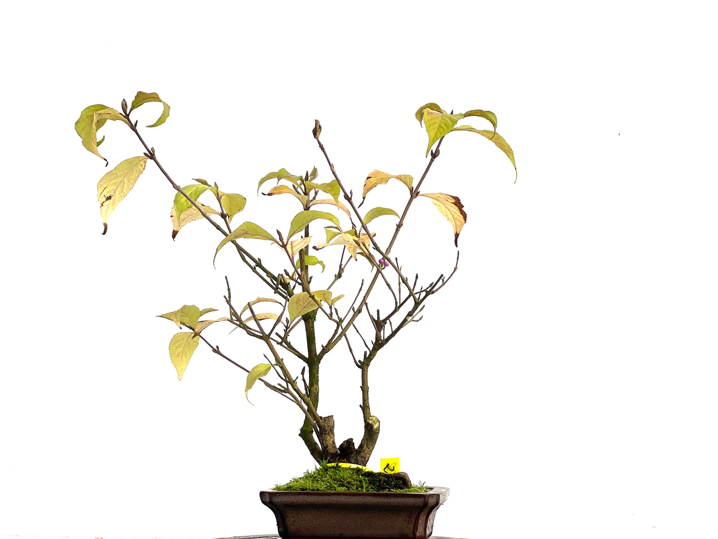 Callicarpa Japonica 3128