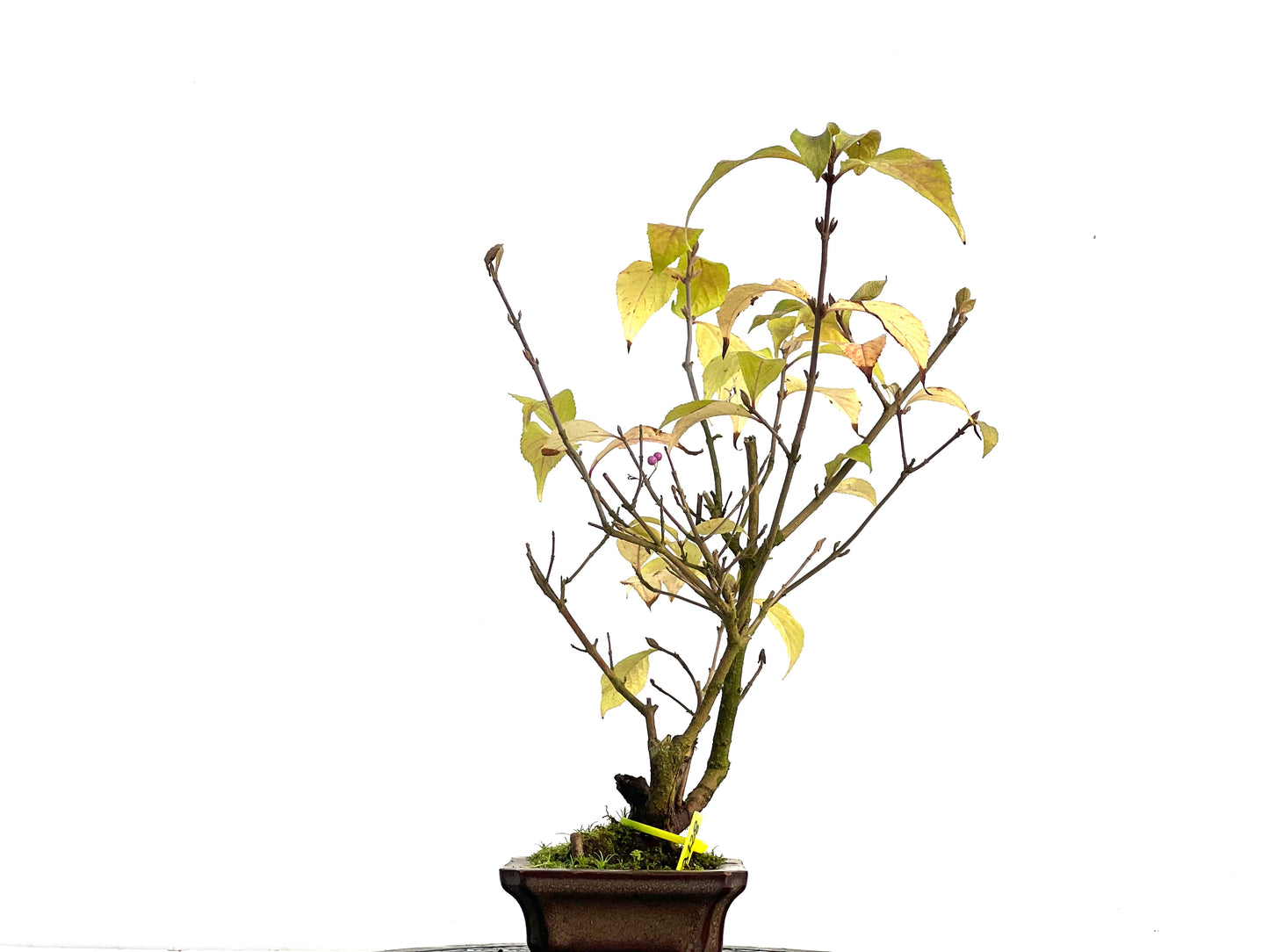 Callicarpa Japonica 3128