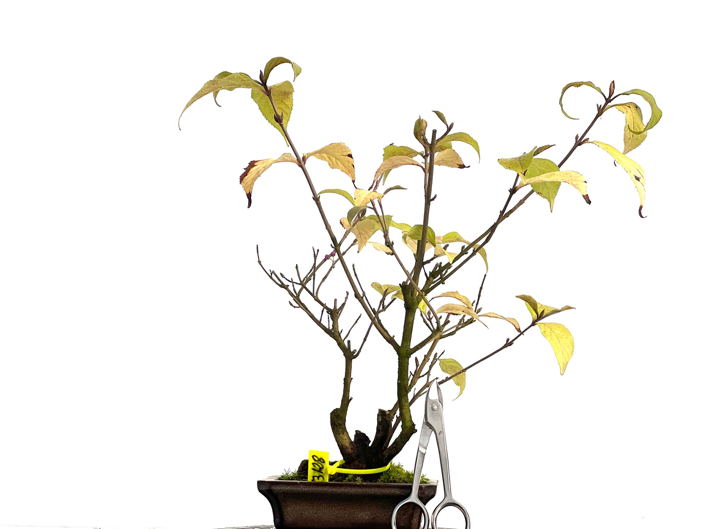 Callicarpa Japonica 3128