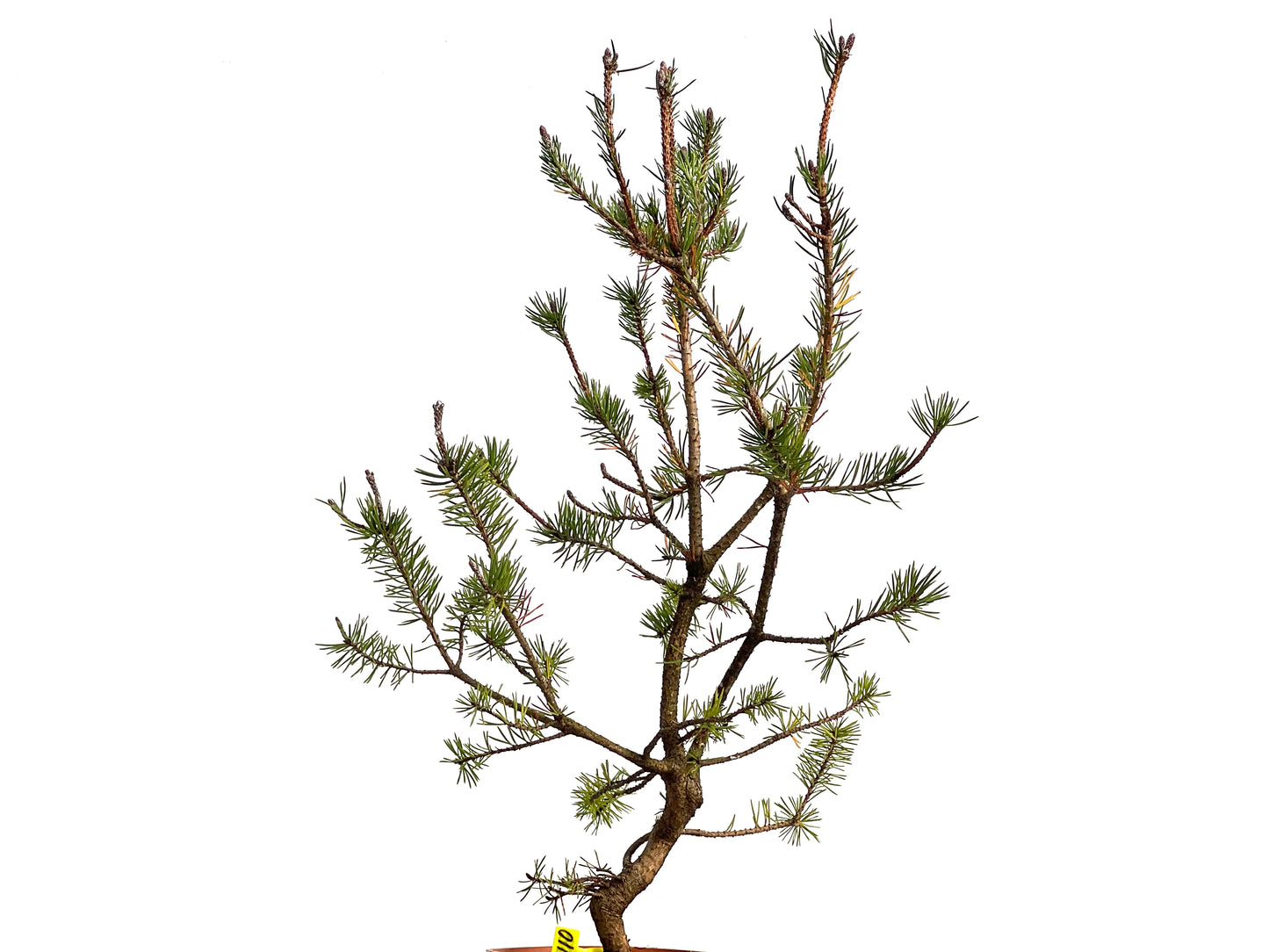 Pinus Sylvestris 3110