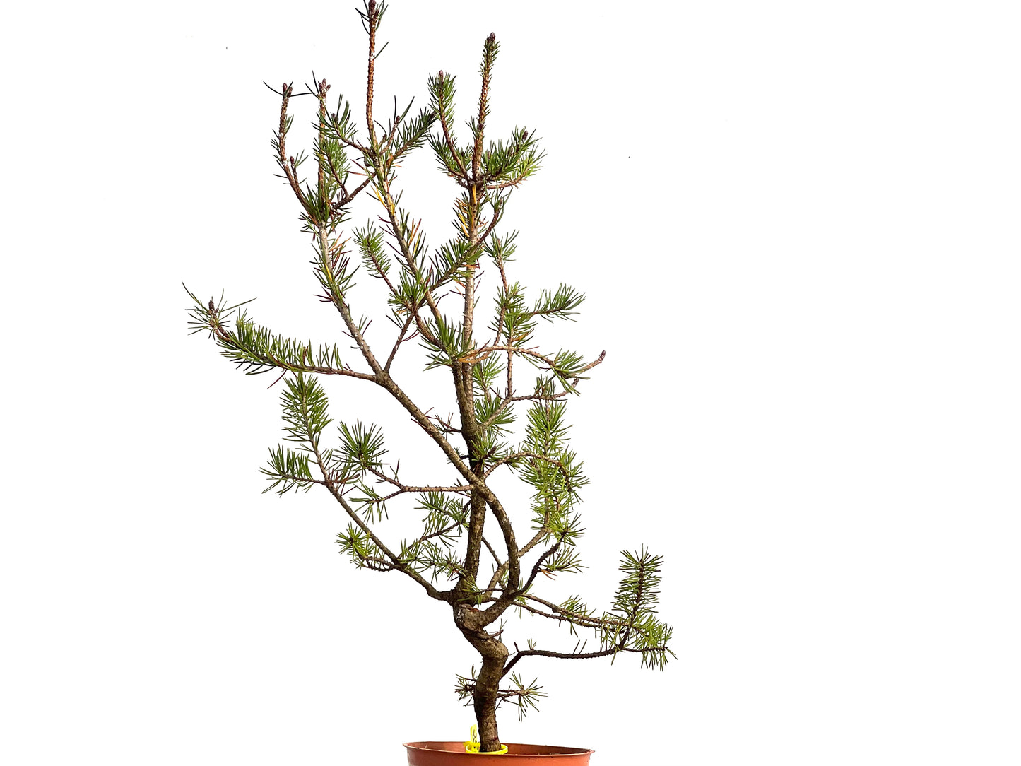 Pinus Sylvestris 3110