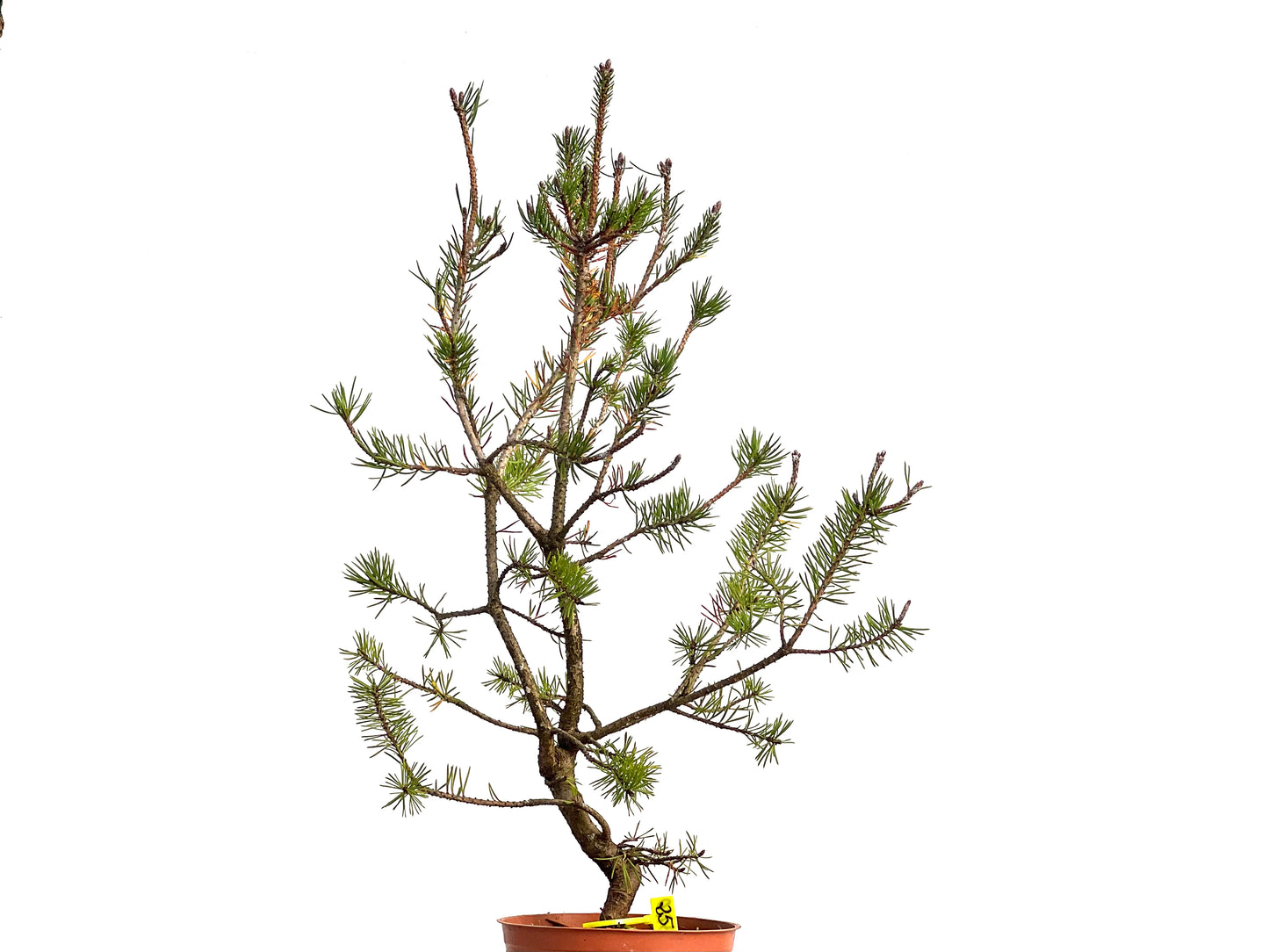 Pinus Sylvestris 3110