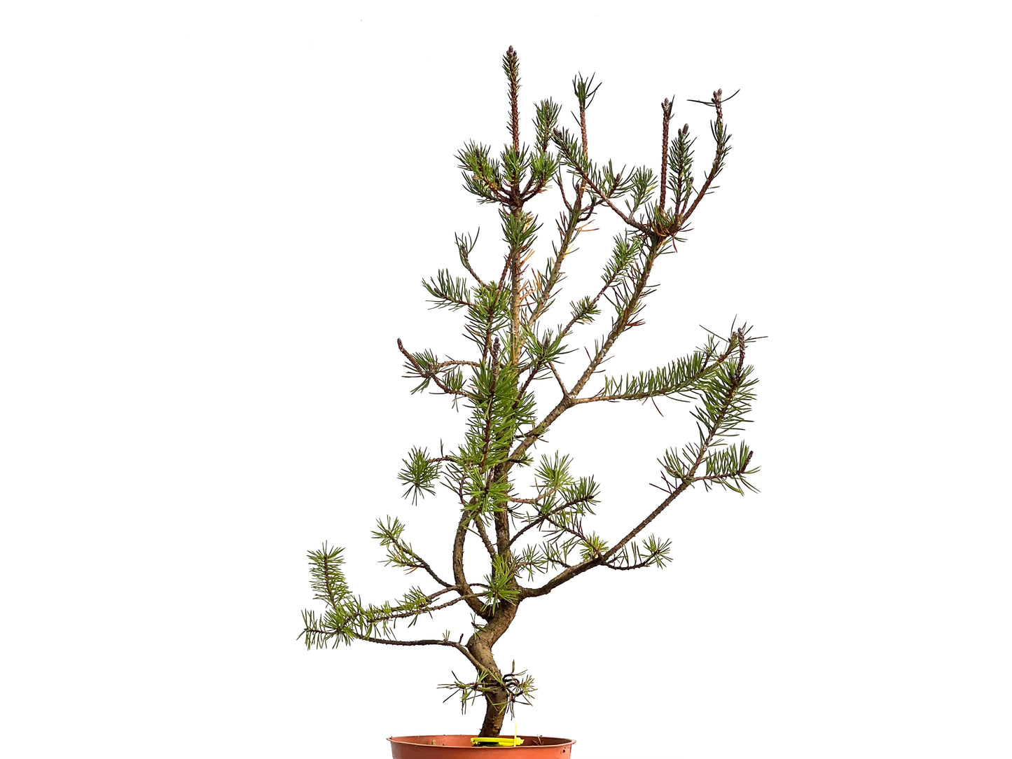 Pinus Sylvestris 3110