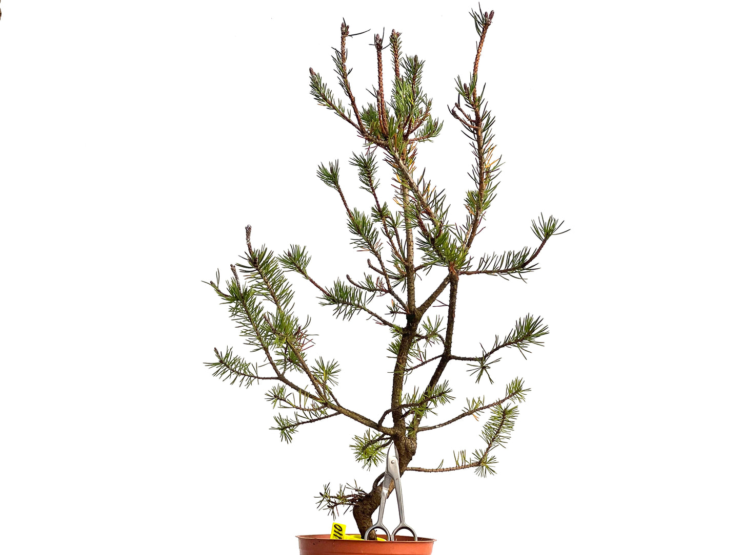 Pinus Sylvestris 3110