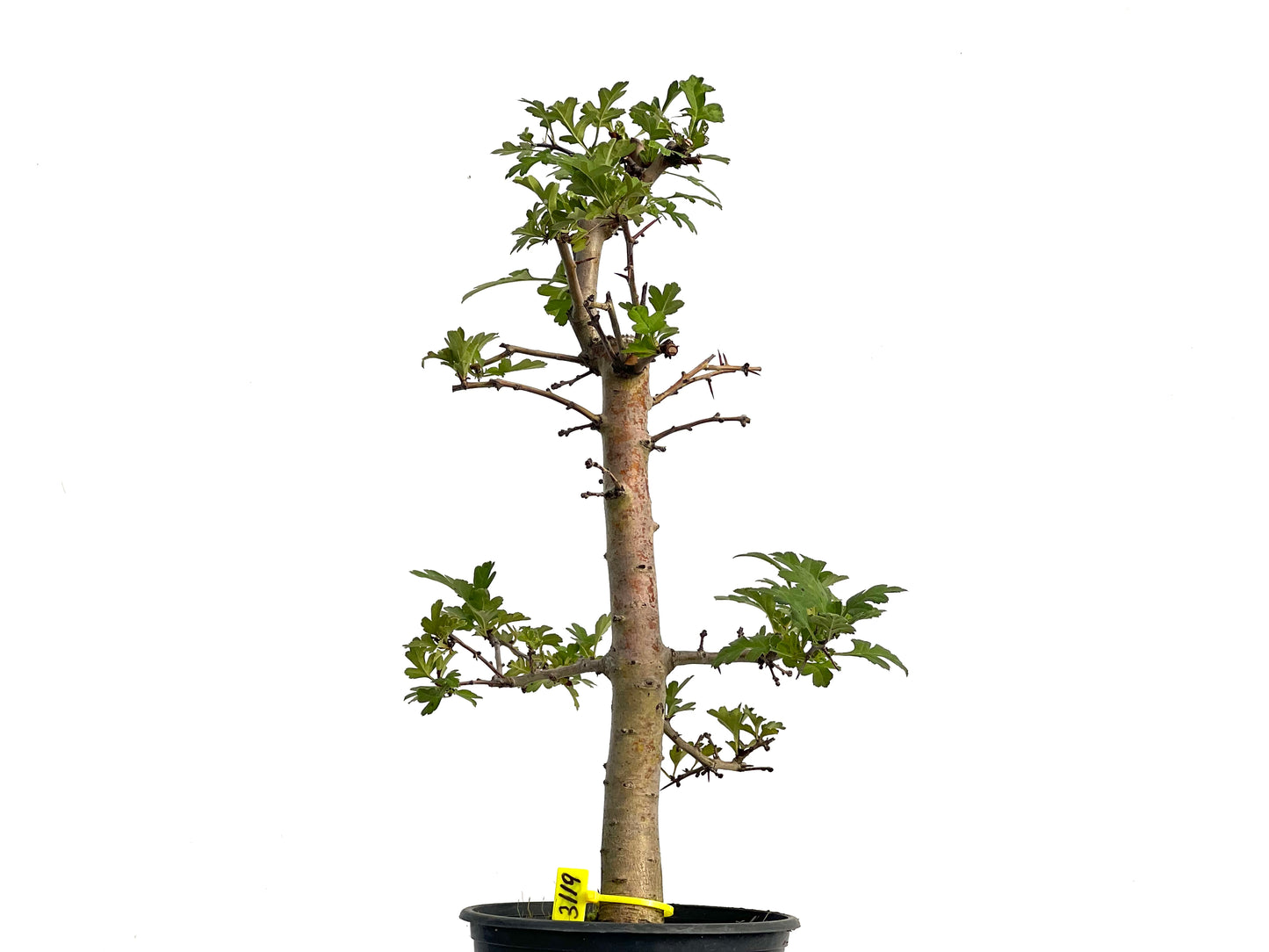 Crataegus Monogyna 3119