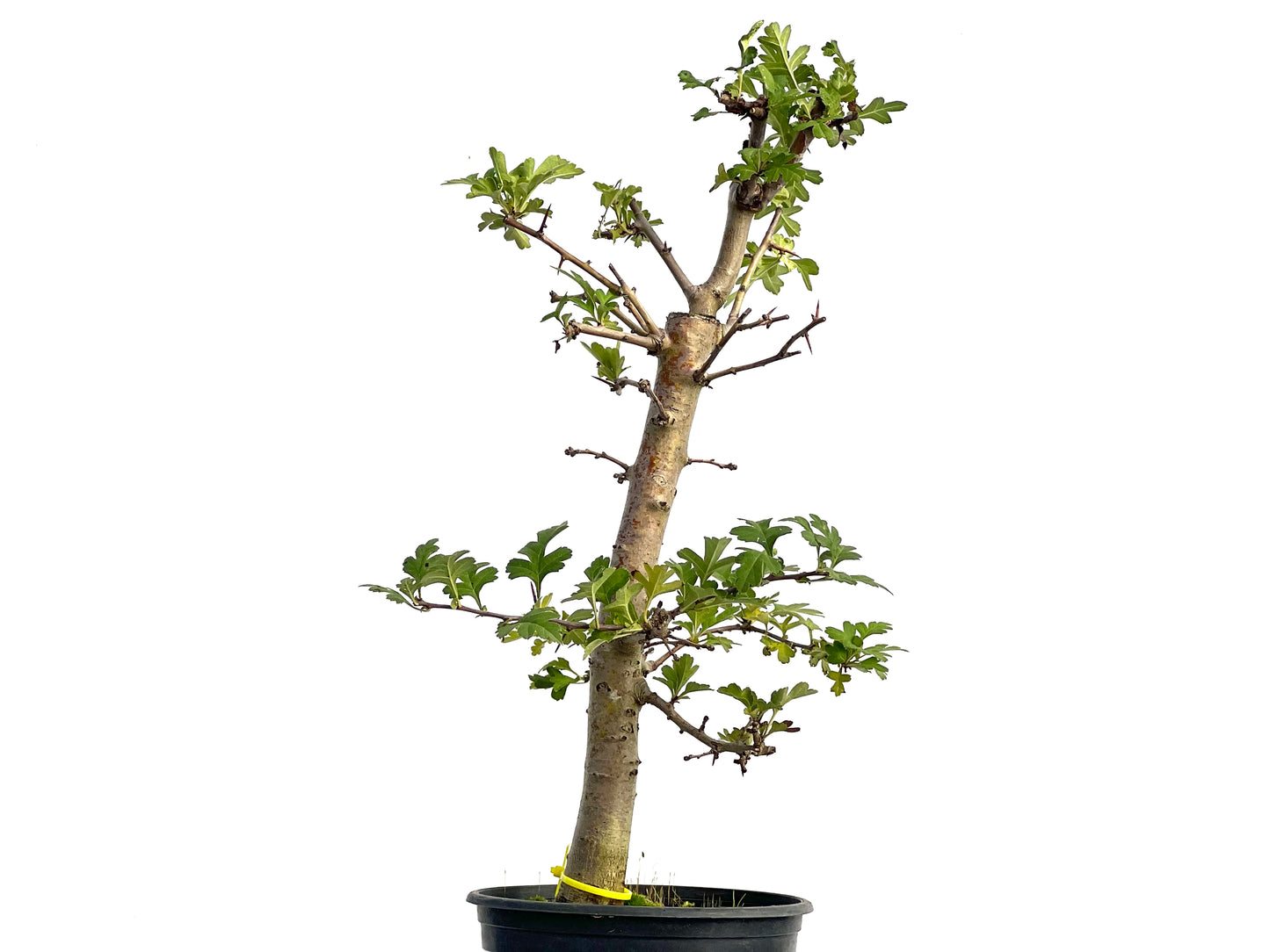 Crataegus Monogyna 3119