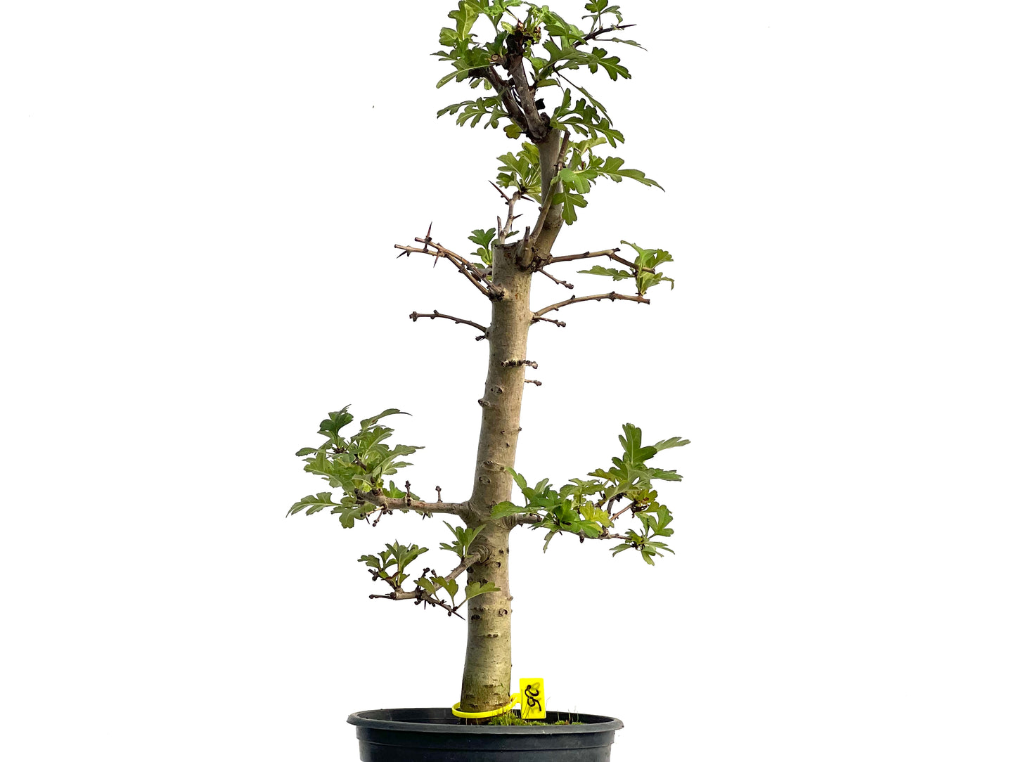 Crataegus Monogyna 3119