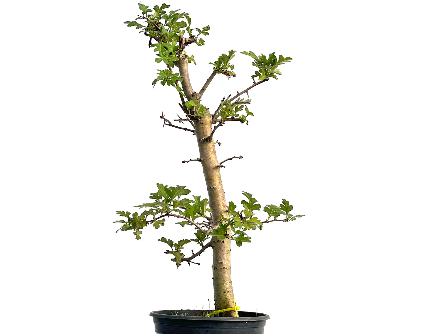 Crataegus Monogyna 3119