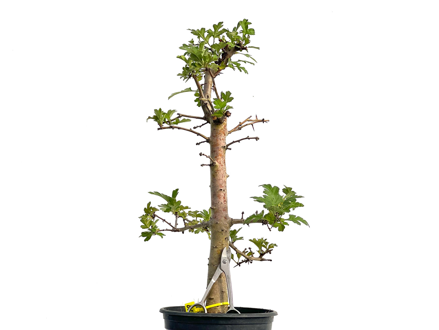 Crataegus Monogyna 3119