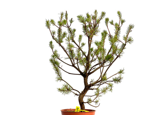 Pinus Sylvestris 3114