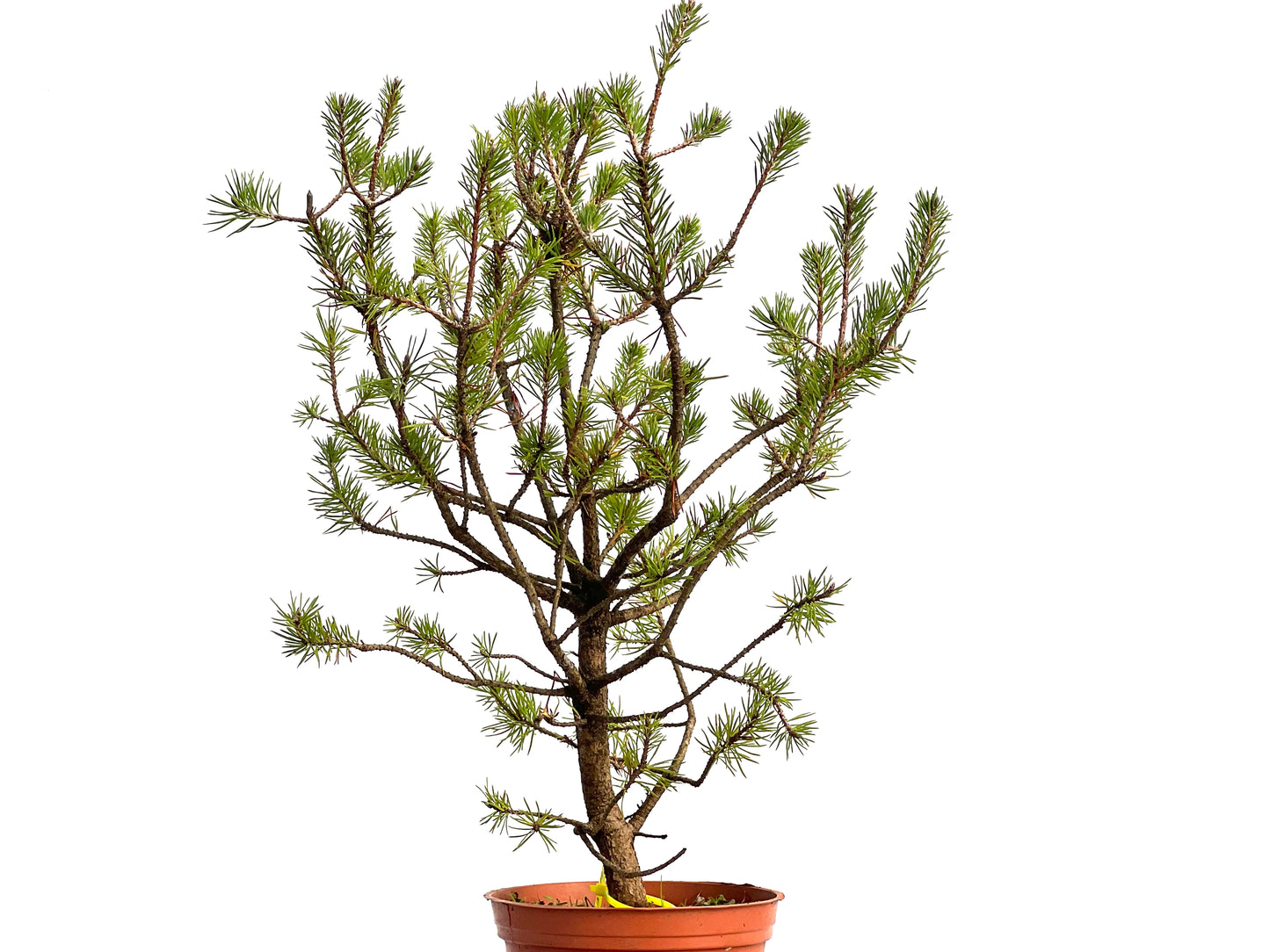 Pinus Sylvestris 3114