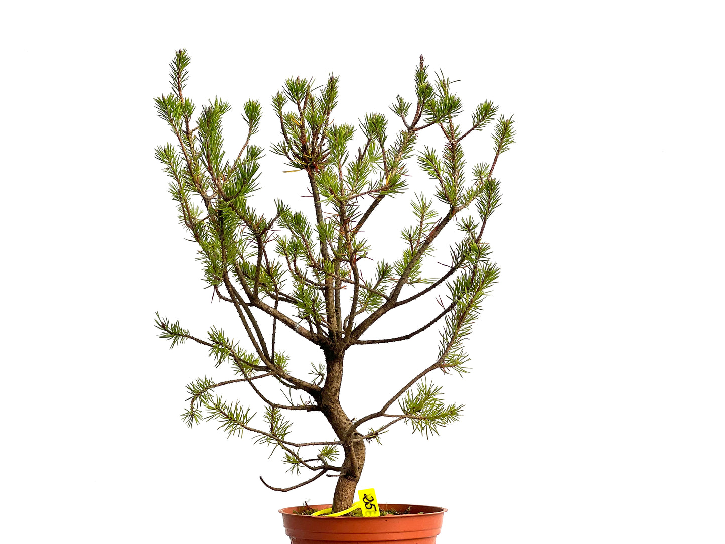 Pinus Sylvestris 3114