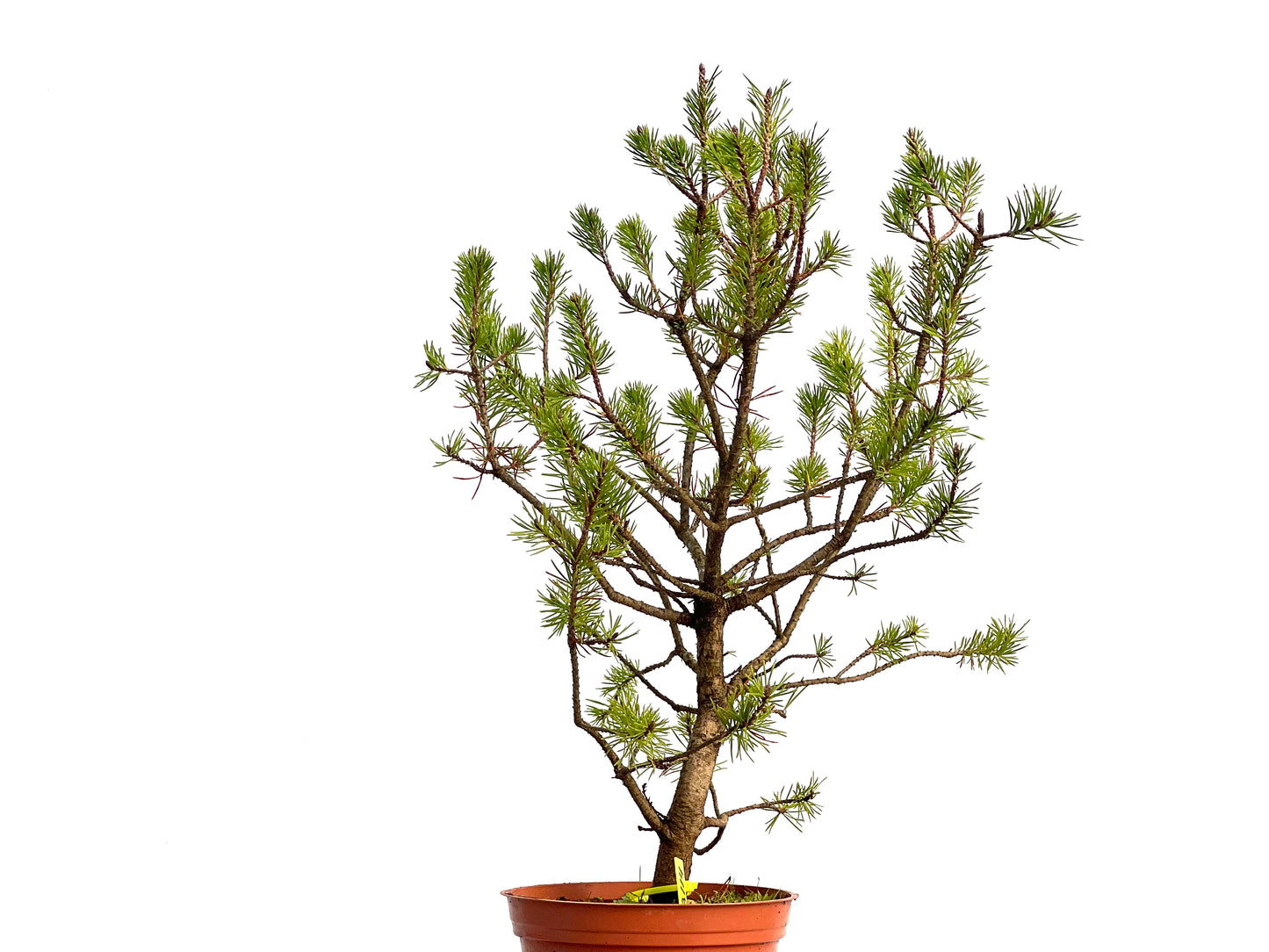 Pinus Sylvestris 3114