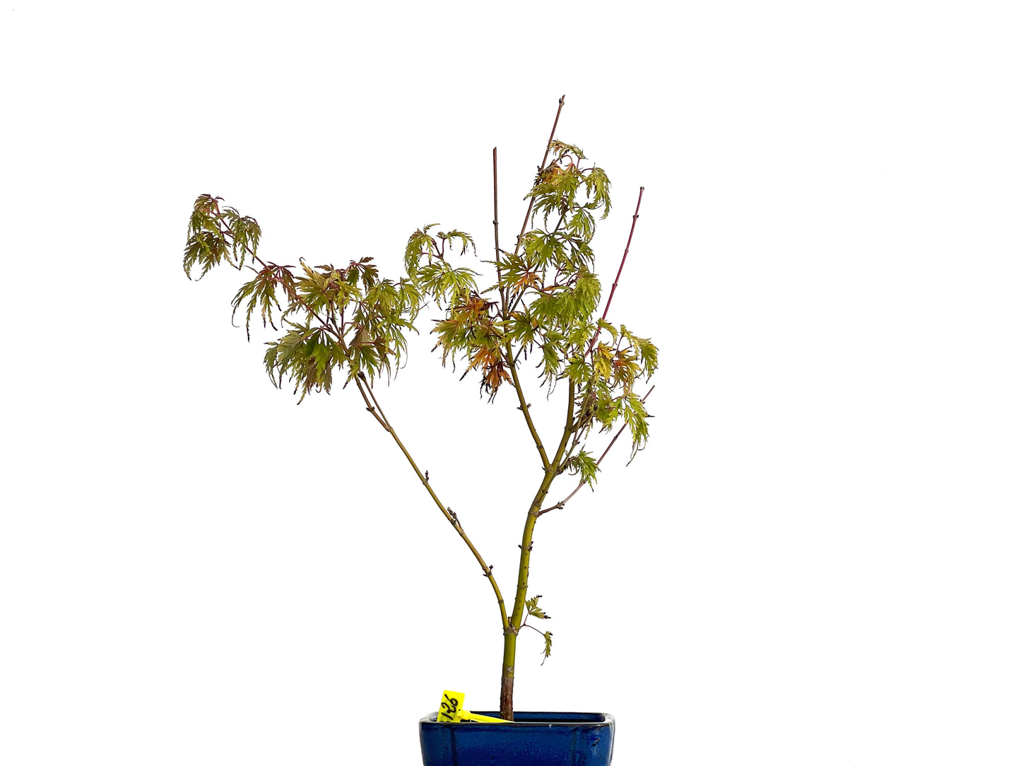 Acer Palmatum Seiryu 3126