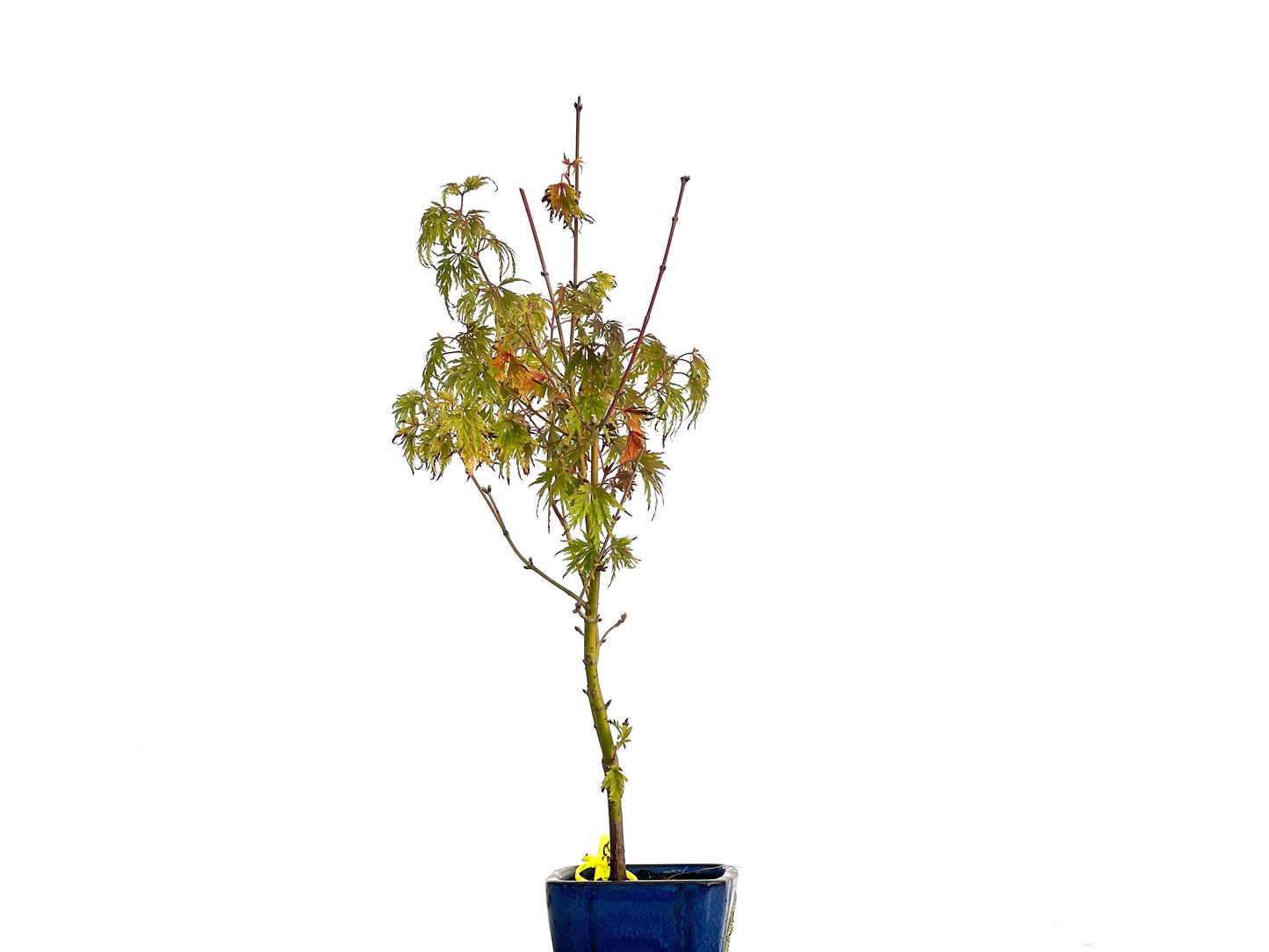 Acer Palmatum Seiryu 3126