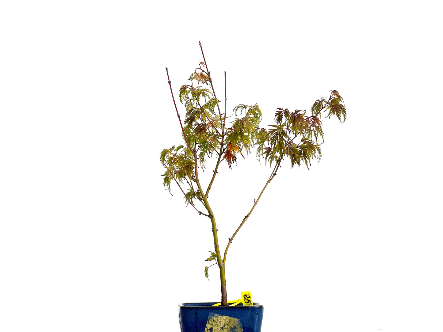 Acer Palmatum Seiryu 3126