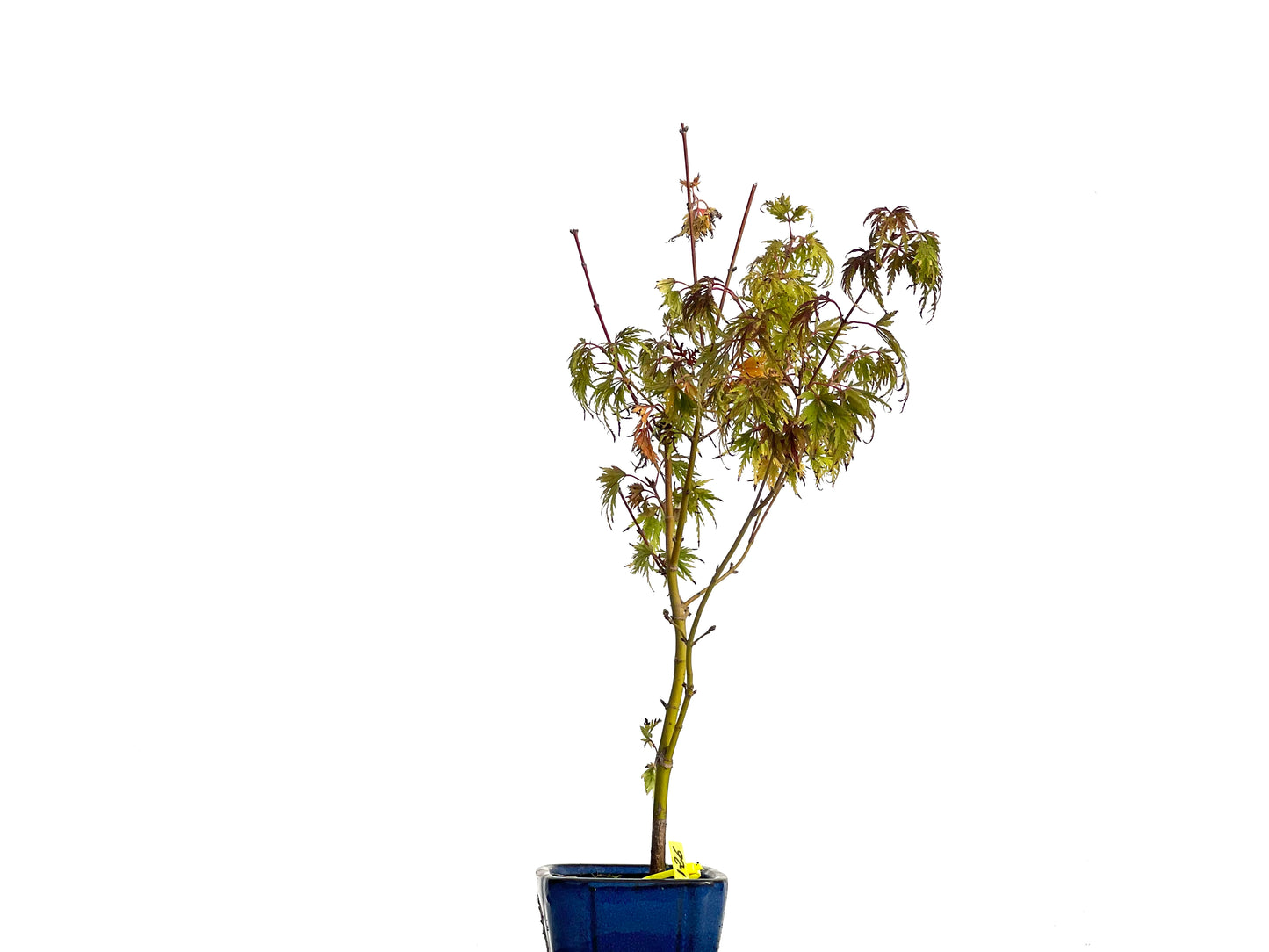 Acer Palmatum Seiryu 3126