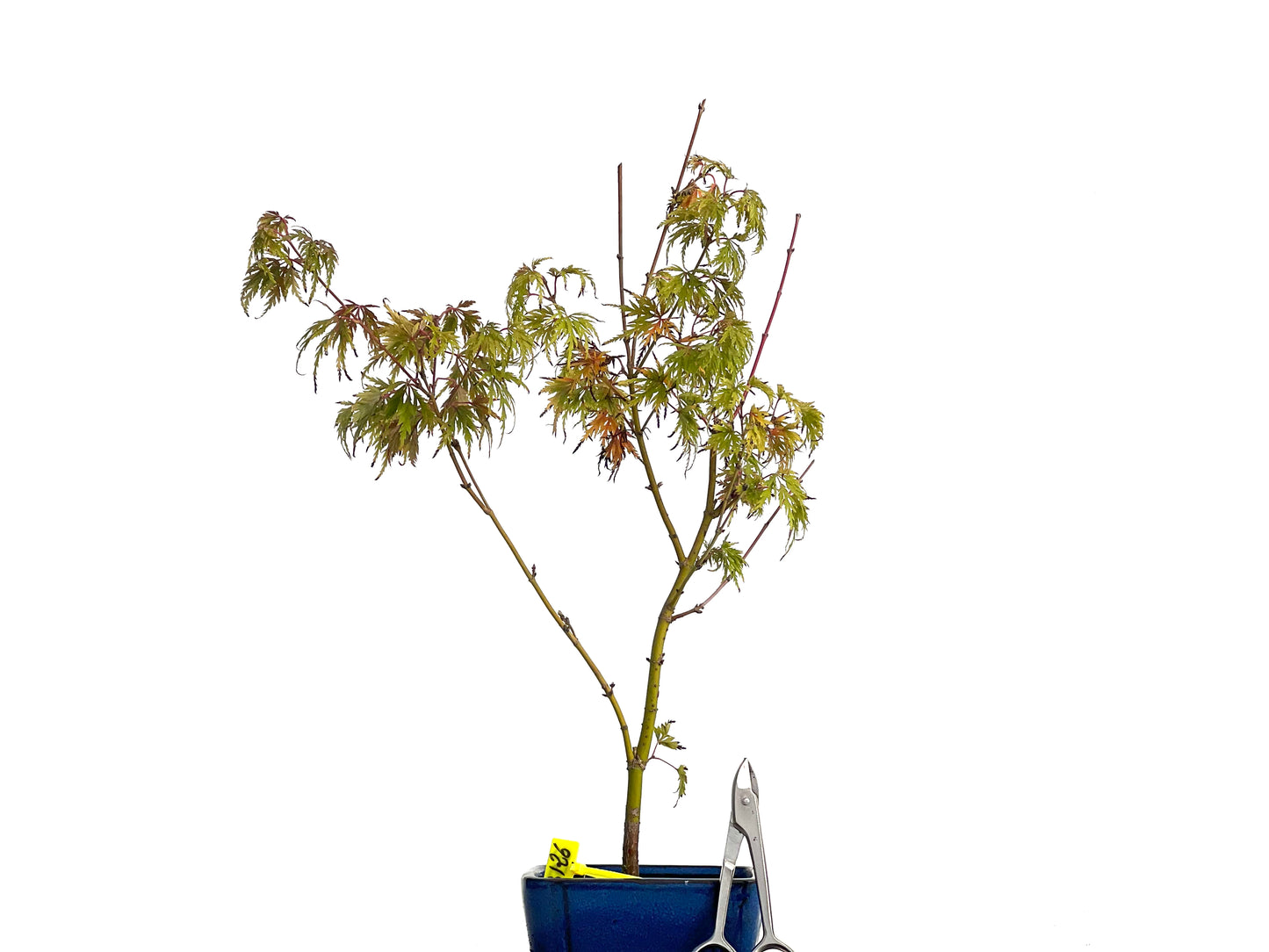 Acer Palmatum Seiryu 3126