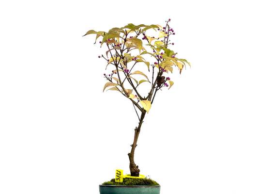 Callicarpa Japonica 3121