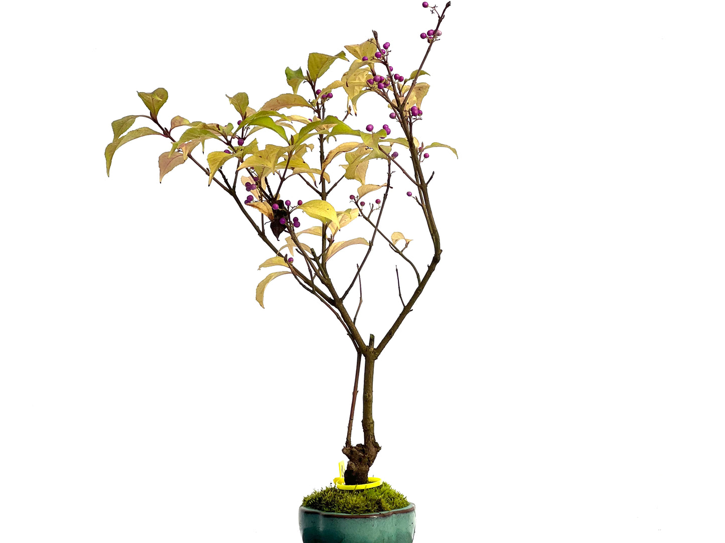 Callicarpa Japonica 3121