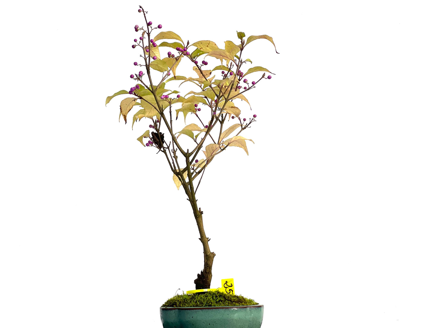 Callicarpa Japonica 3121