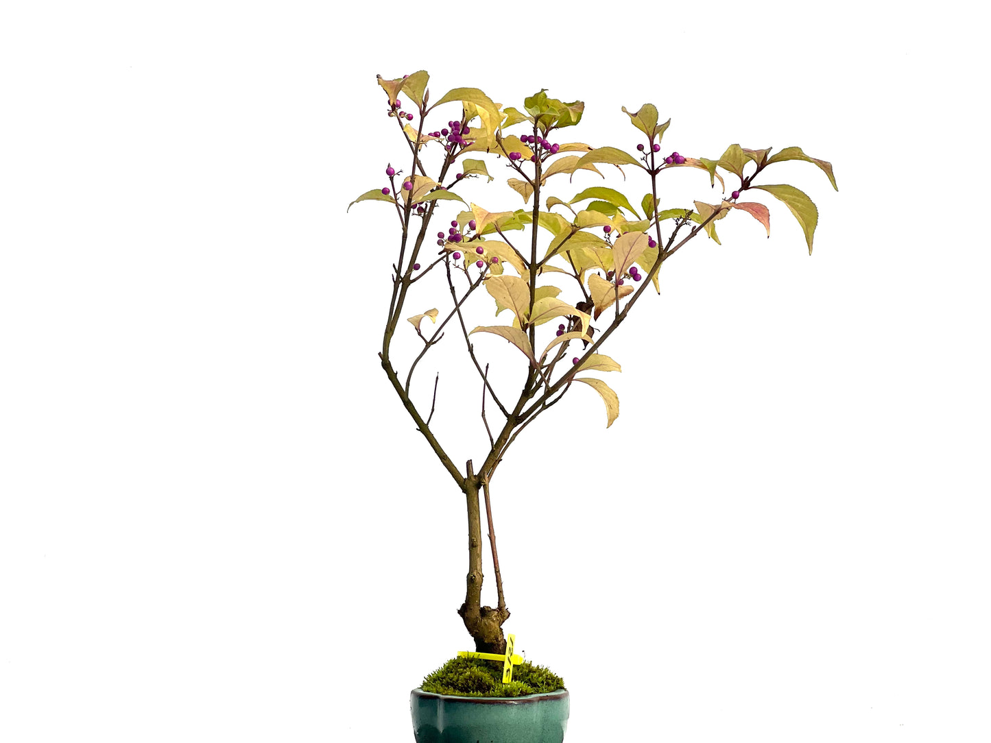 Callicarpa Japonica 3121