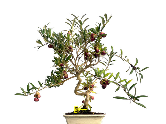 Olea Europaea 3133