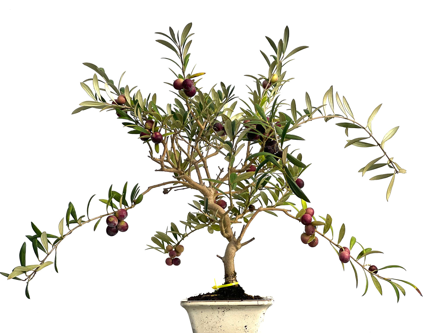 Olea Europaea 3133