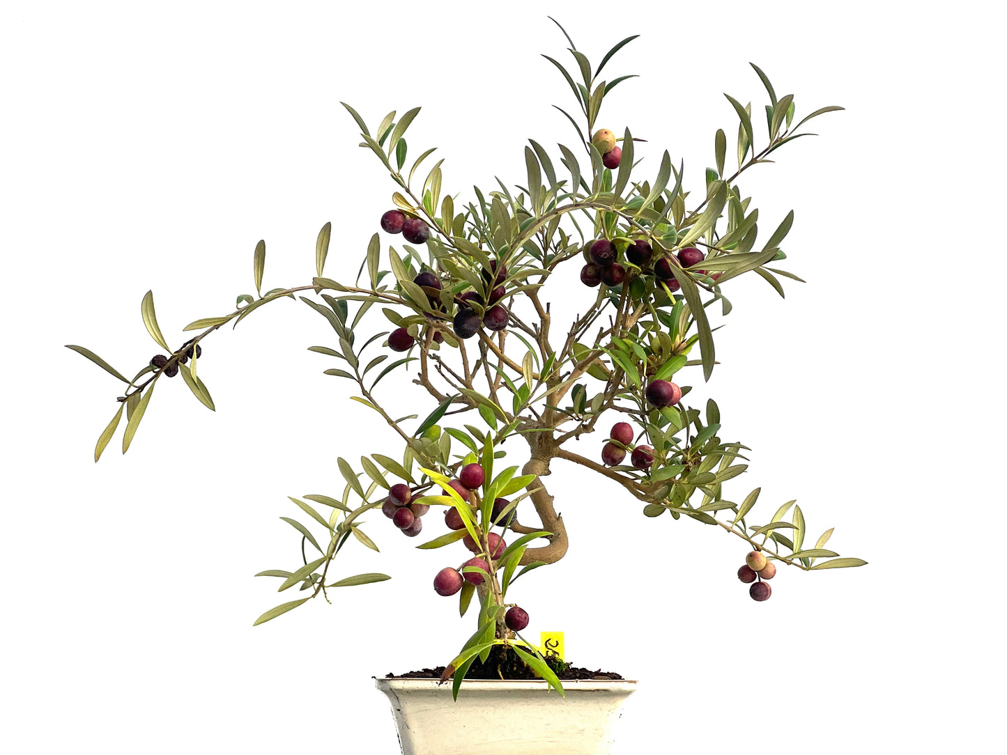 Olea Europaea 3133