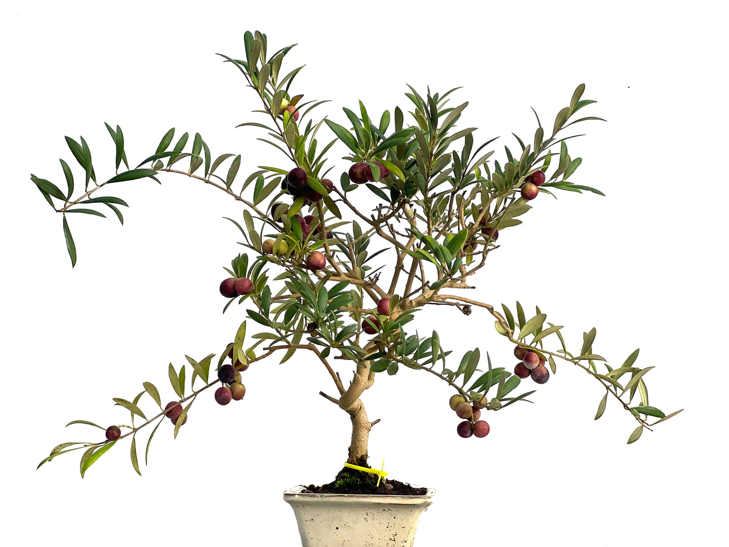 Olea Europaea 3133