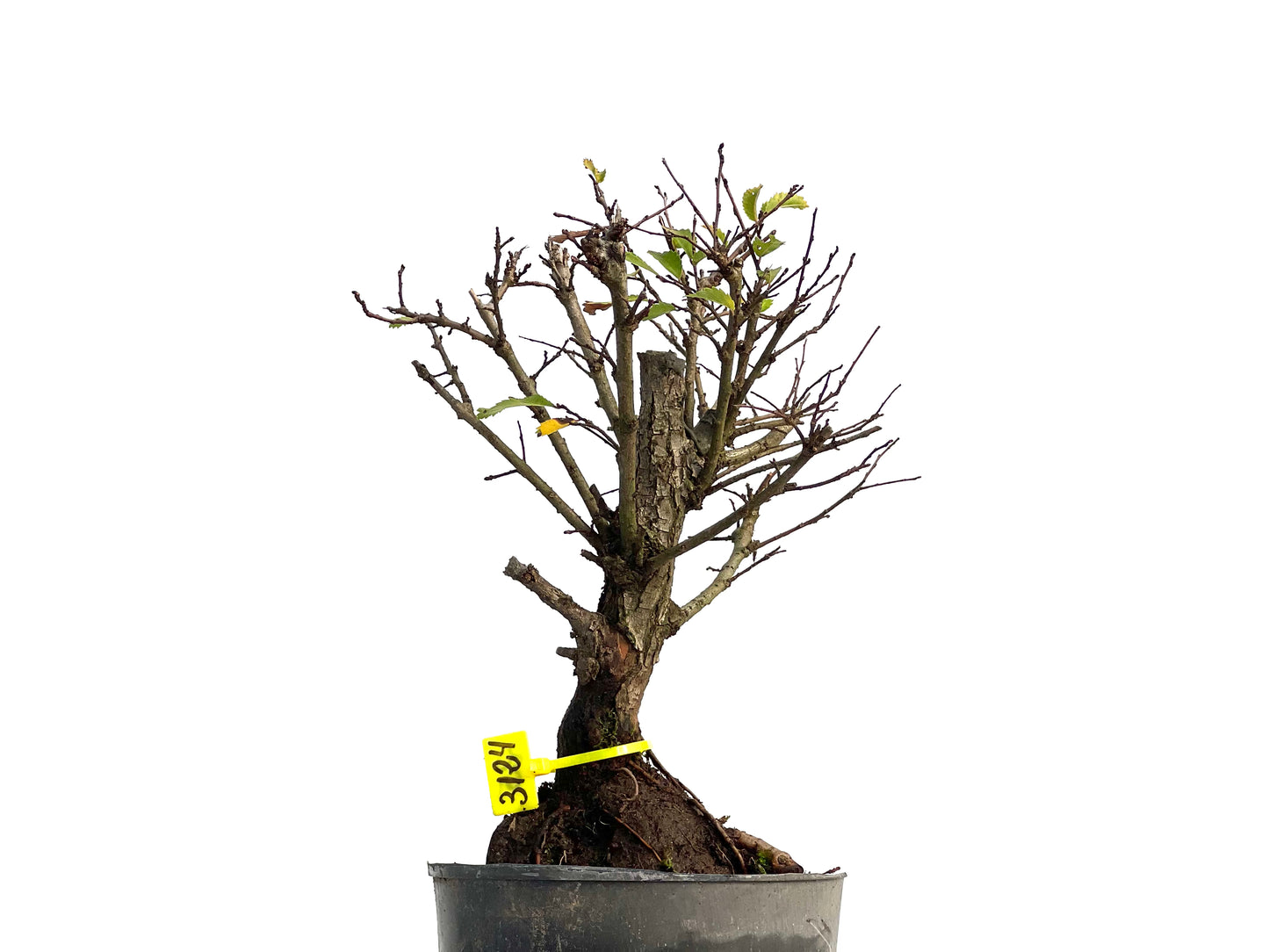 Olmo Nire Keyaki 3124