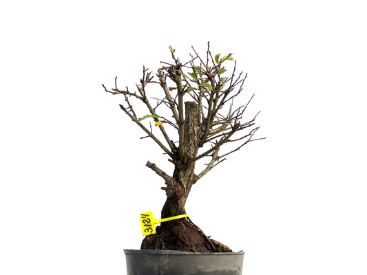 Olmo Nire Keyaki 3124