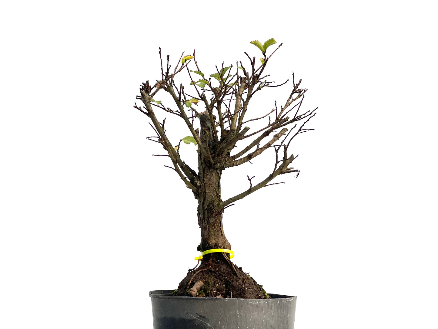 Olmo Nire Keyaki 3124