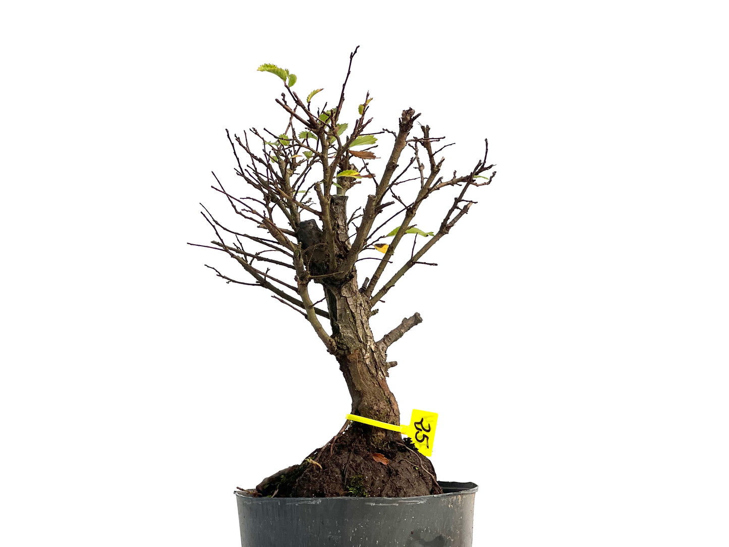 Olmo Nire Keyaki 3124