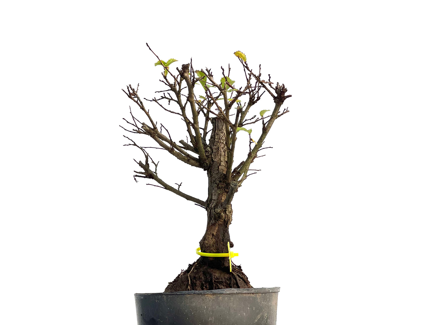 Olmo Nire Keyaki 3124