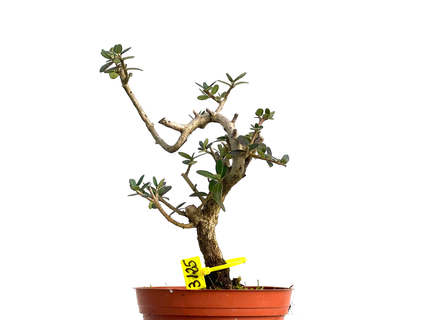 Olea Europaea Sylvestris 3125