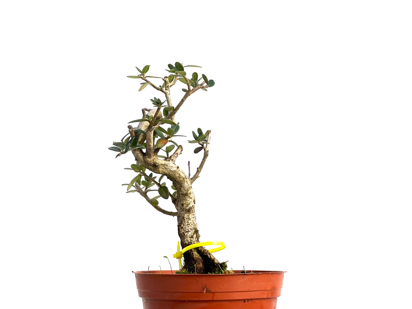 Olea Europaea Sylvestris 3125